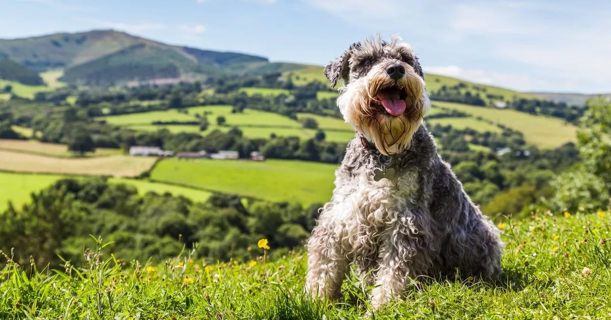 Independent dog breeds that can be left alone and are great for busy pet owners