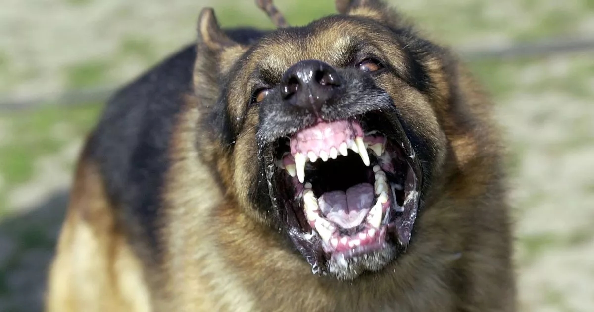 Three German Shepherds launch 'pack attack' as woman left needing plastic surgery