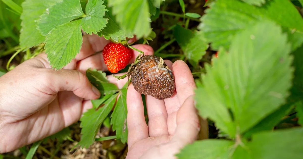 Mould and pests won't ruin strawberry plants if you dust soil with 1 ingredient