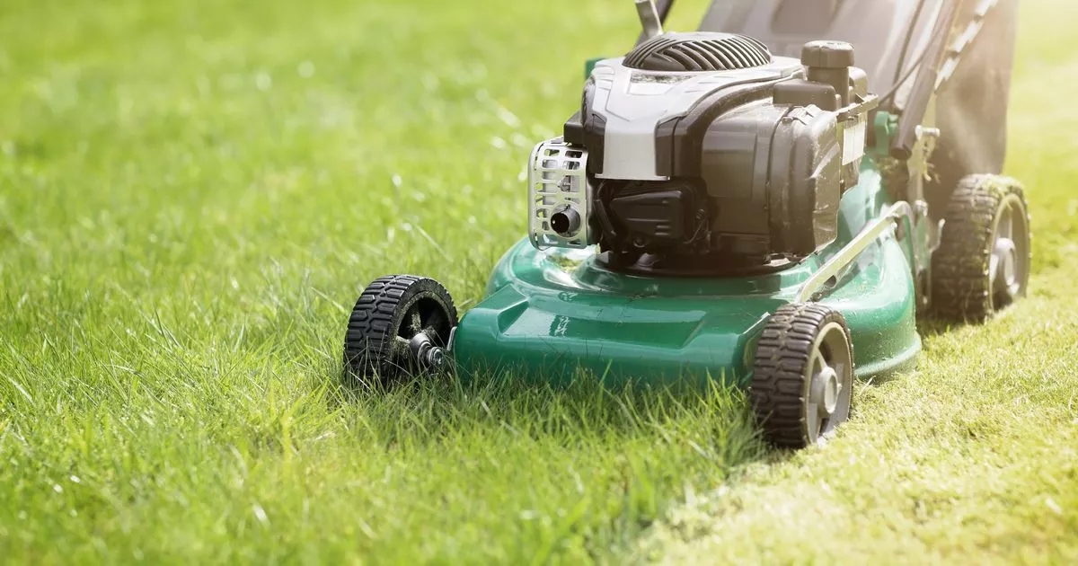 Gardeners switching to 'cheaper and easier' type of lawn that bees love