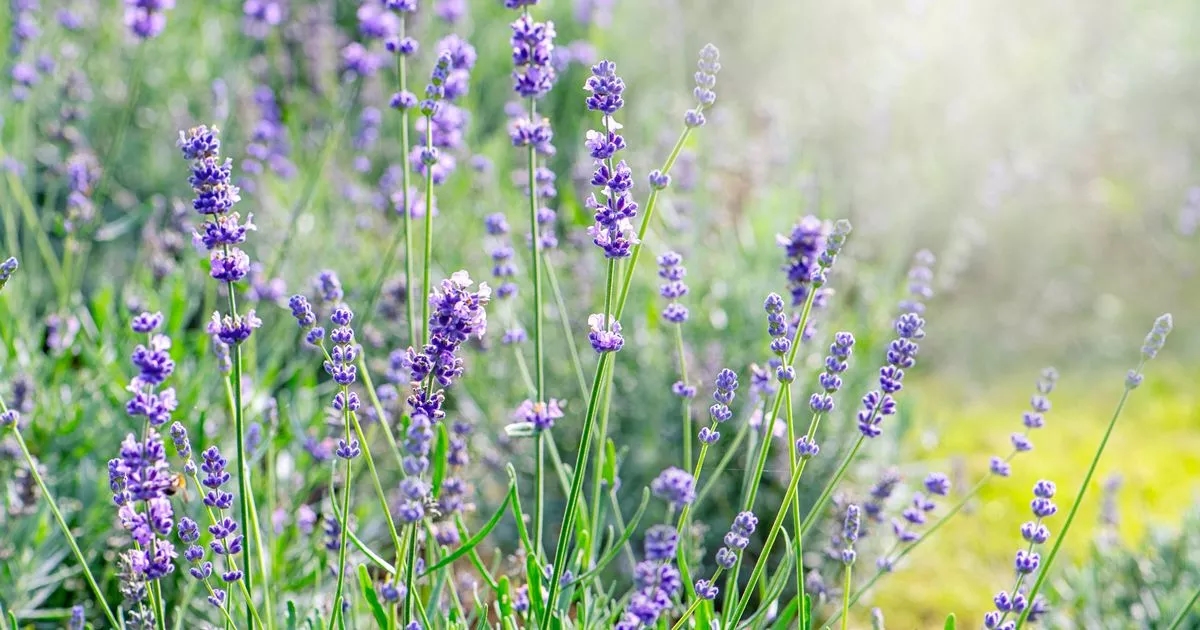 Expert names common garden plants that can rocket the value of your home