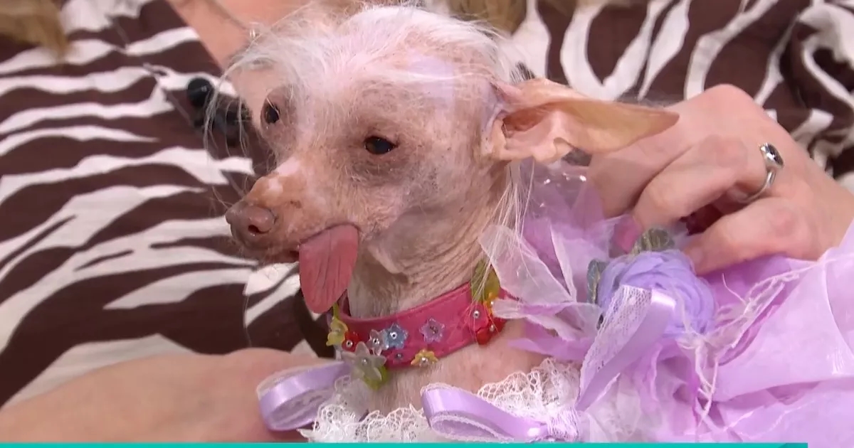 This Morning viewers slam show over 'animal cruelty' as dressed up dog shakes live on air