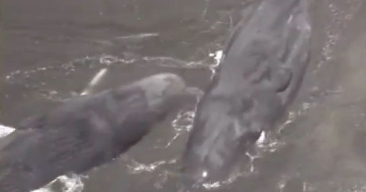Whales wash ashore in Japan after huge 8.7-magnitude earthquake triggers tsunami