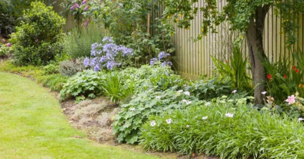Households with trees in their home face risk of £20,000 fine this summer