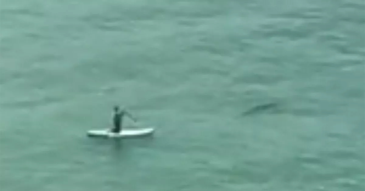Horrified UK beachgoers spot shark 'beelining' for helpless paddleboarder