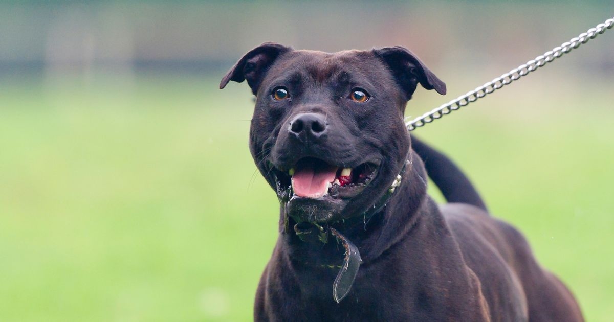 Dog mauled police officer and left him 'screaming in pain' as owner ran away