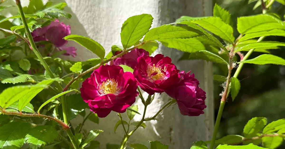 Homes with flowering perennials urged to carry out crucial task to ensure new blooms
