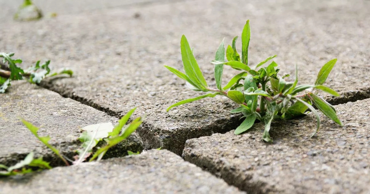 One natural item to use that will see 'gravel weeds and ivy dead in 5 days'