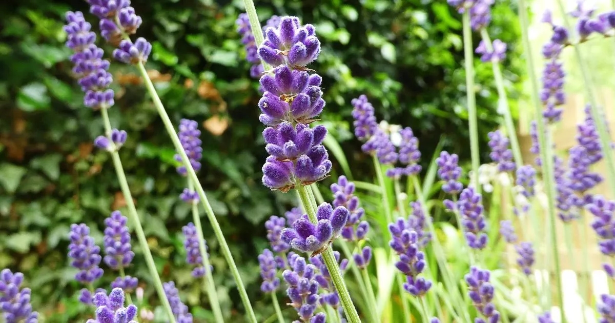 Lavender plants will keep thriving and not 'go woody' if one task is done in August