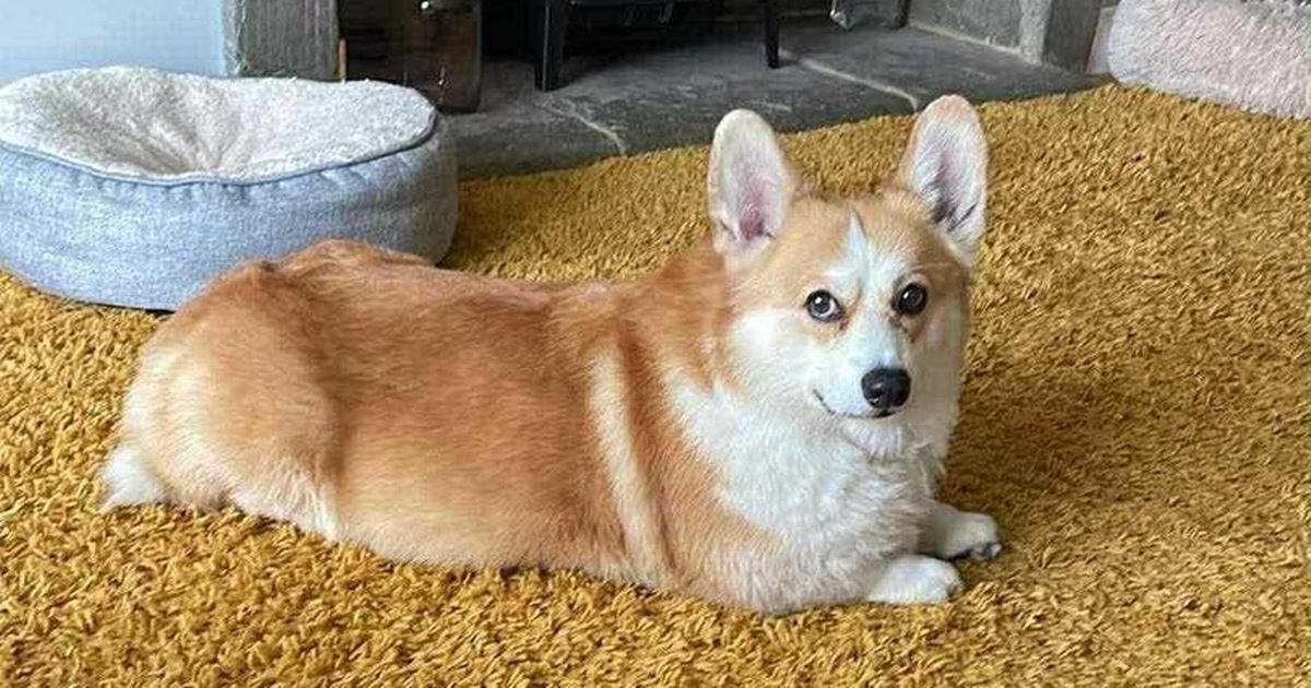 Adorable Corgi on euthanasia list desperate for second chance after owner dies
