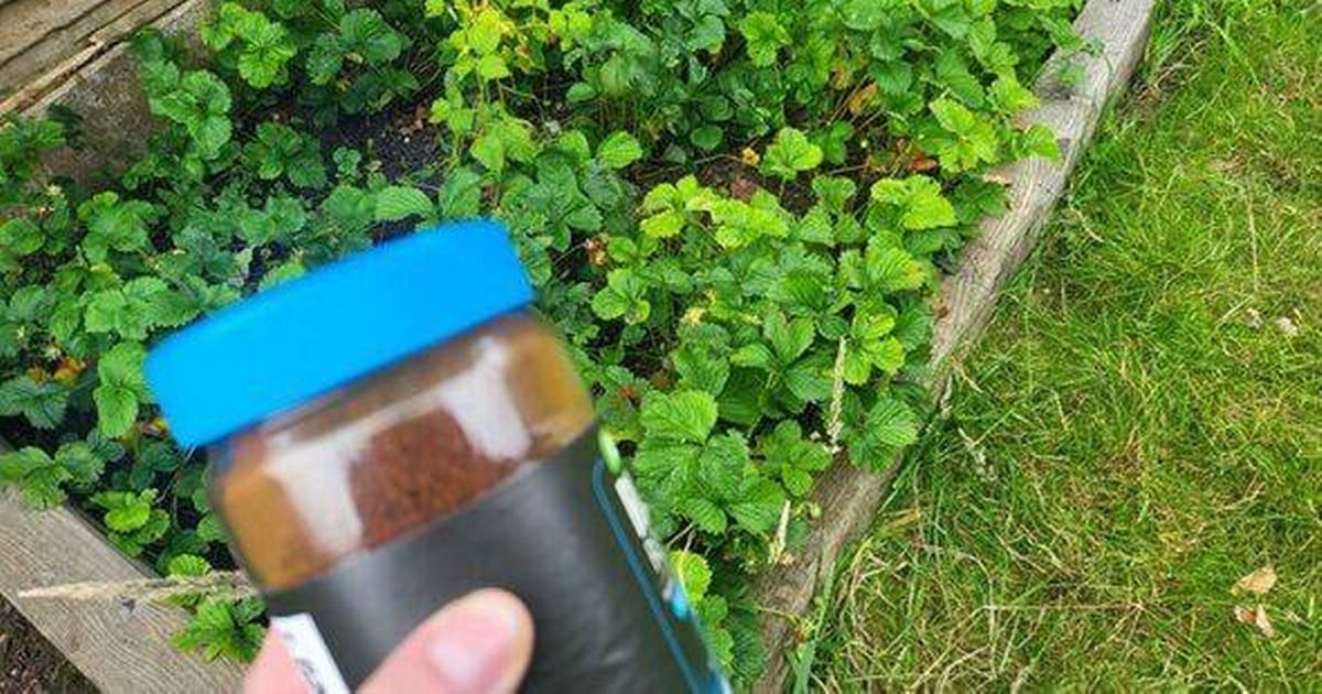 Gardeners told to pour popular drink over their garden during August