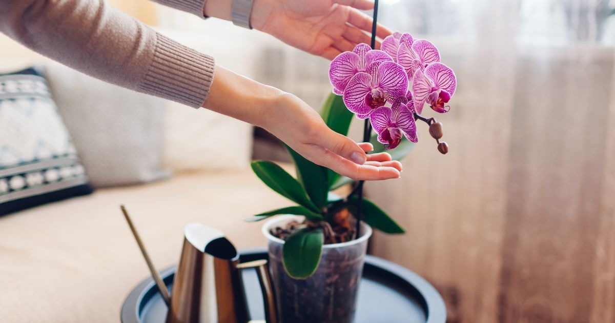 Orchids 'bloom brilliantly' when watered with one kitchen ingredient every month