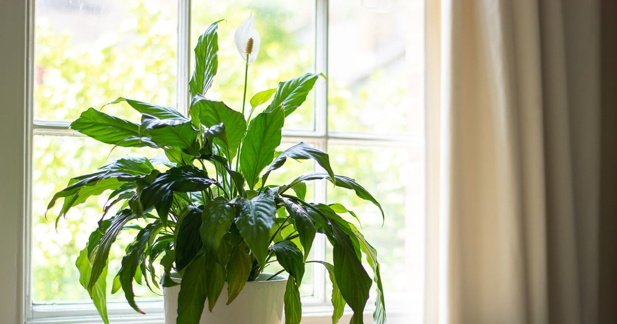 Peace lilies 'flower like crazy' when watered with one food scrap weekly