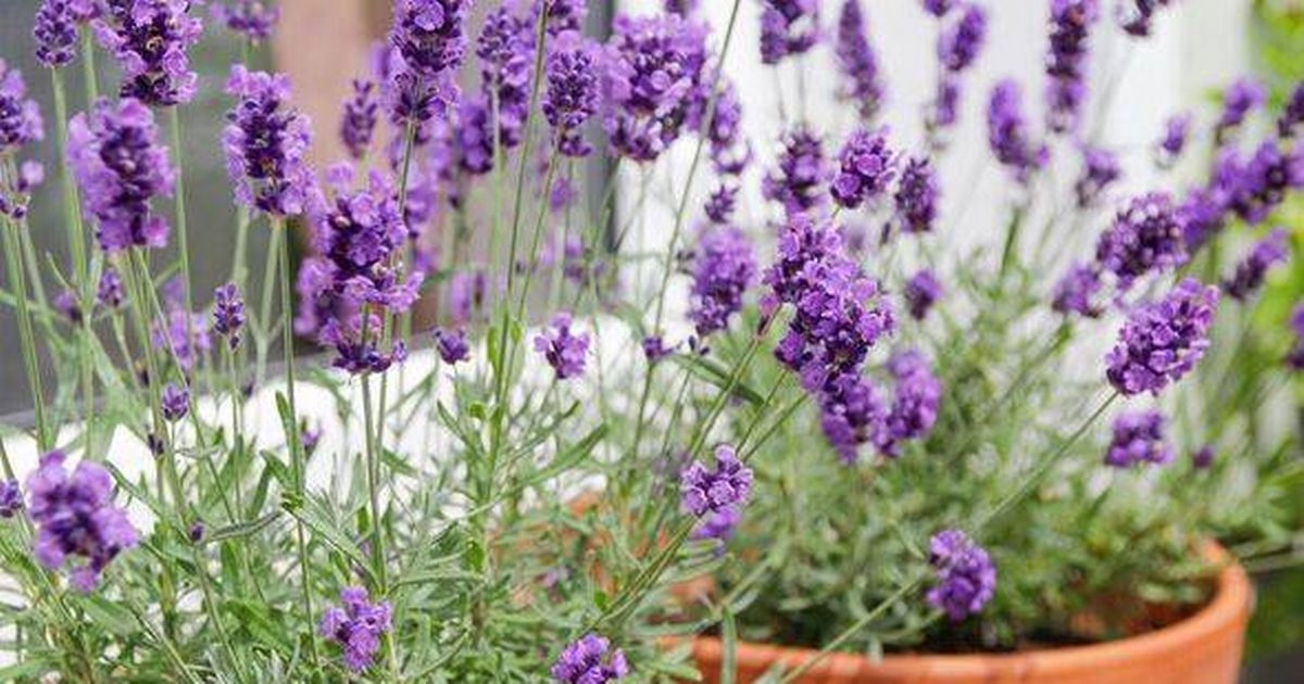 Lavender will flourish every summer if one pruning rule is always followed