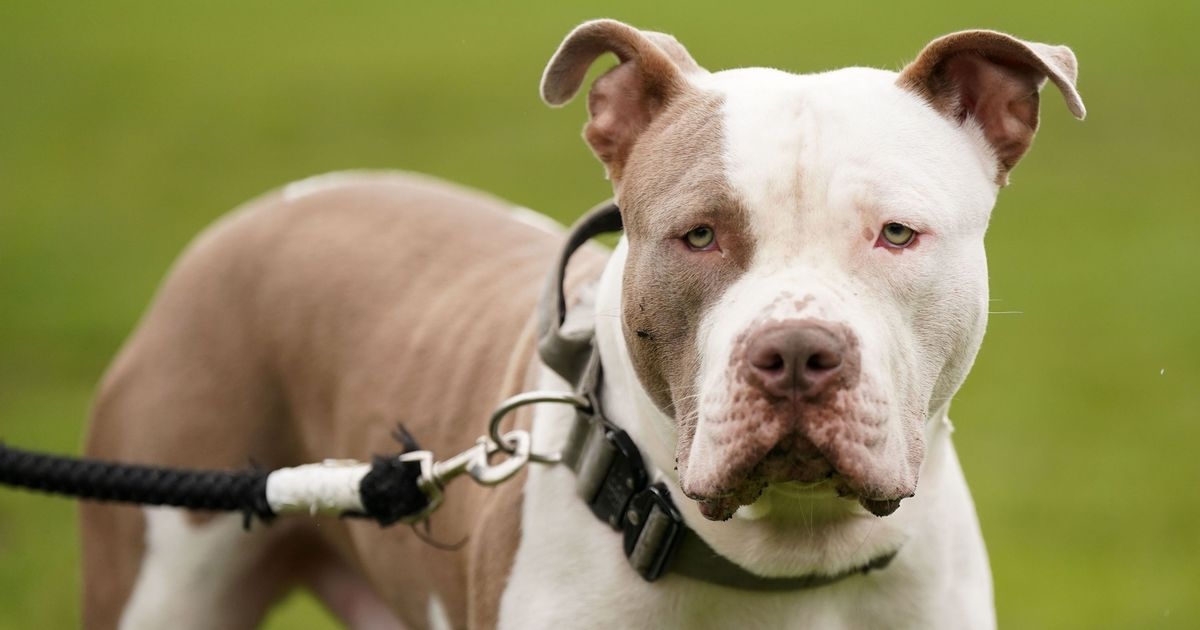 XL bully ban 'is failing' as attacks still rife despite hundreds of dogs put down