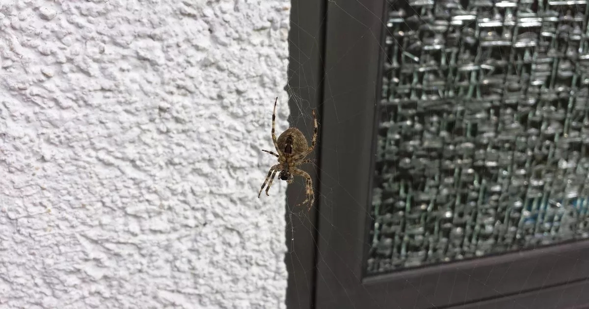 UK homeowners urged to clean one thing or risk 'painful spiders' entering their home