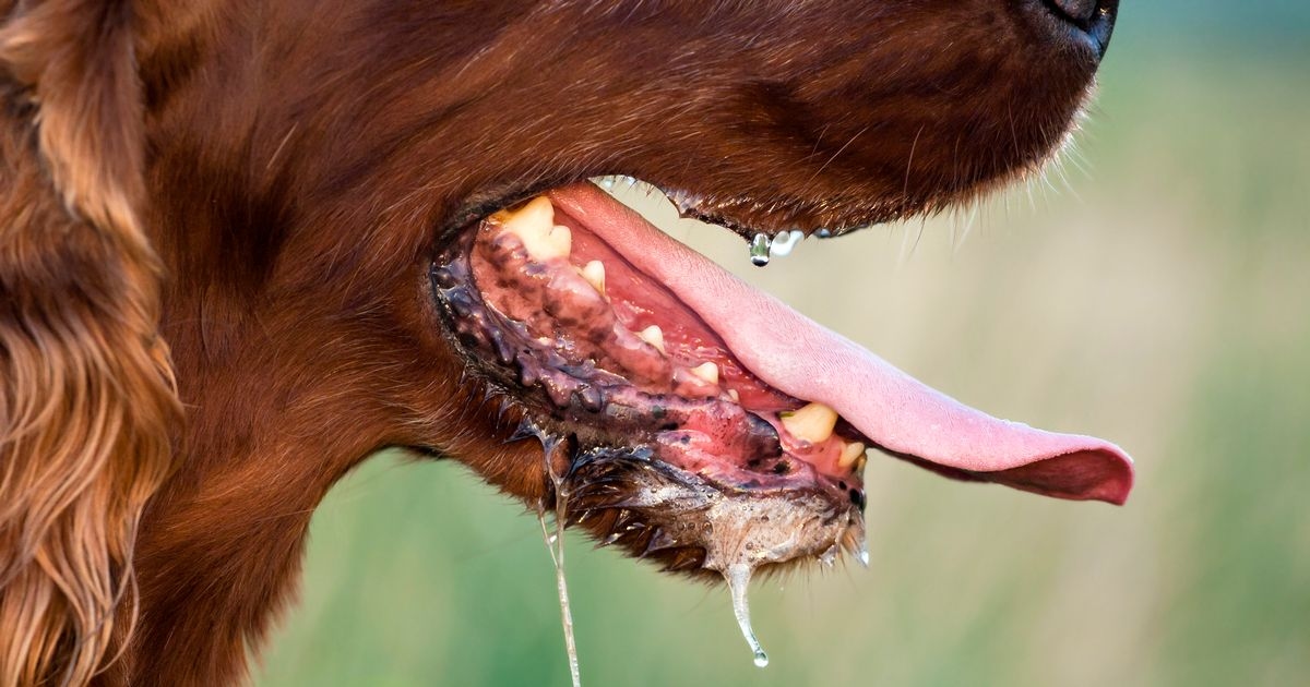 RSPCA's stark warning to anyone wanting to walk their dog during heatwave