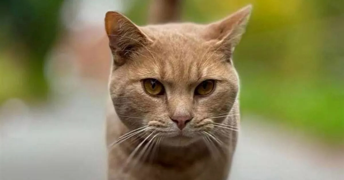 Cheeky cat sneaks onto Stansted Airport train and heads into busy terminal