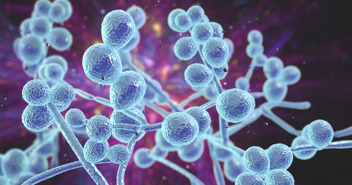 Candida auris: Killer fungus warning as 'global threat' already detected in UK