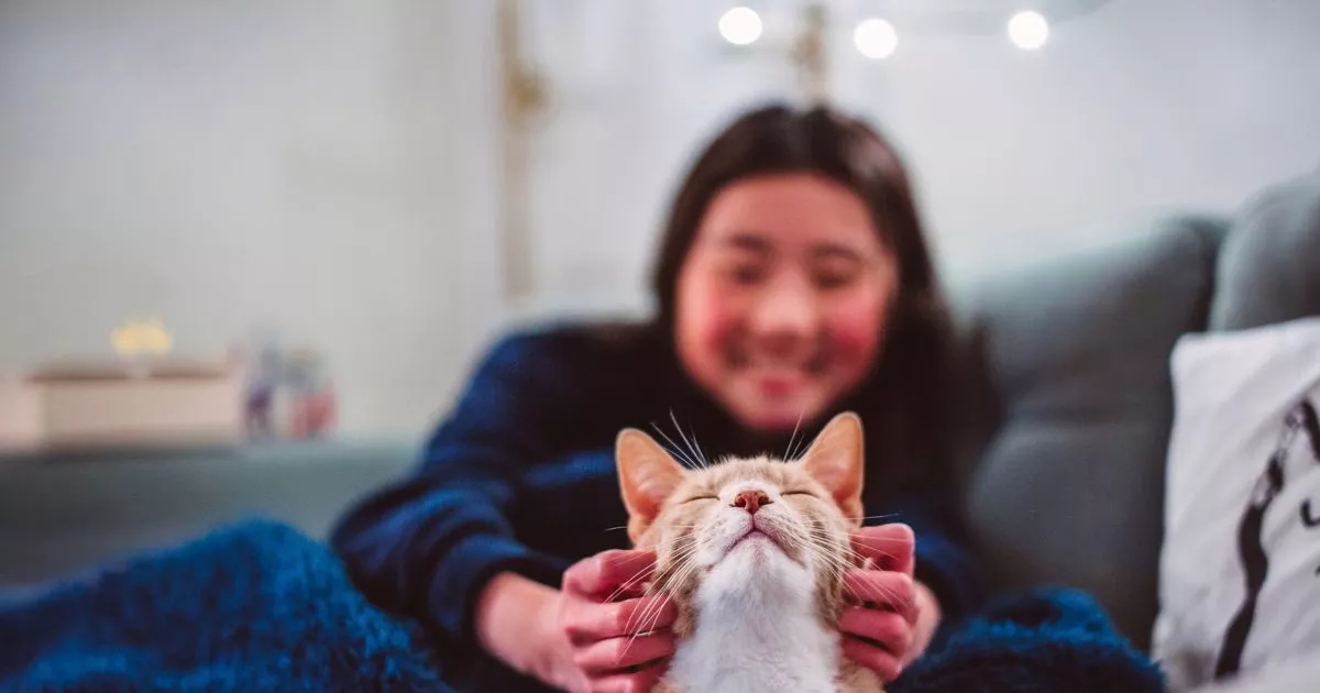 Cats with dementia could help develop Alzheimer's treatment says study
