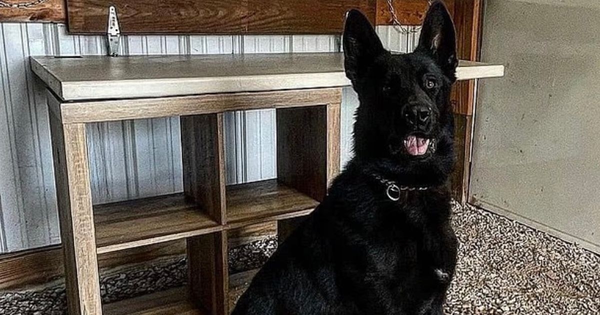 Police chief's daughter, 3, mauled to death by ex-drug sniffing dog at family home