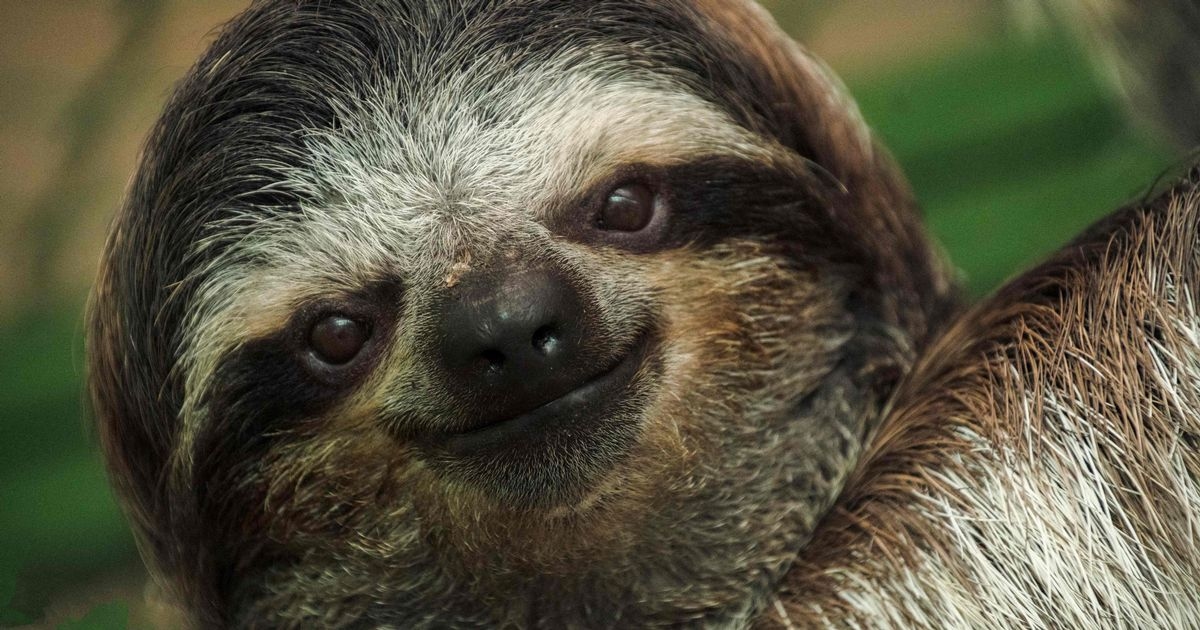 Warning signs to look out for as 'sloth virus' hits people in UK