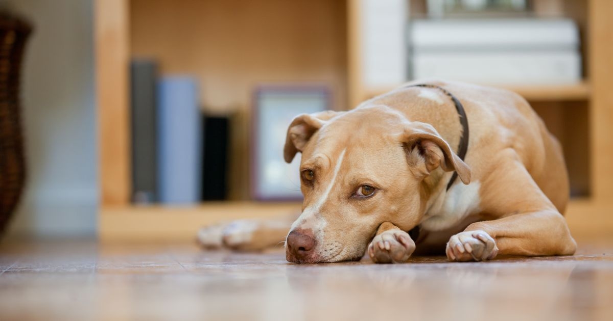 'I adopted abandoned dog and one heartwarming gesture made it all worth while'