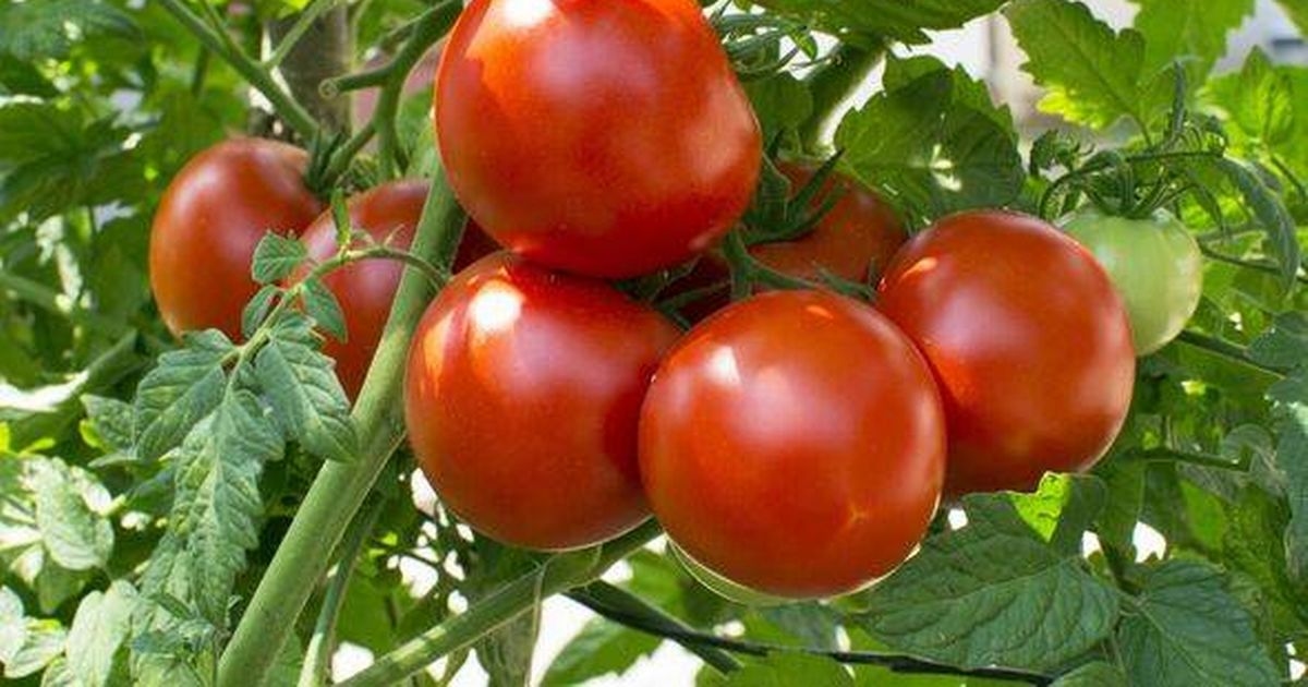 Grow 'bigger and tastier tomatoes' with one food scrap plants 'go wild for'