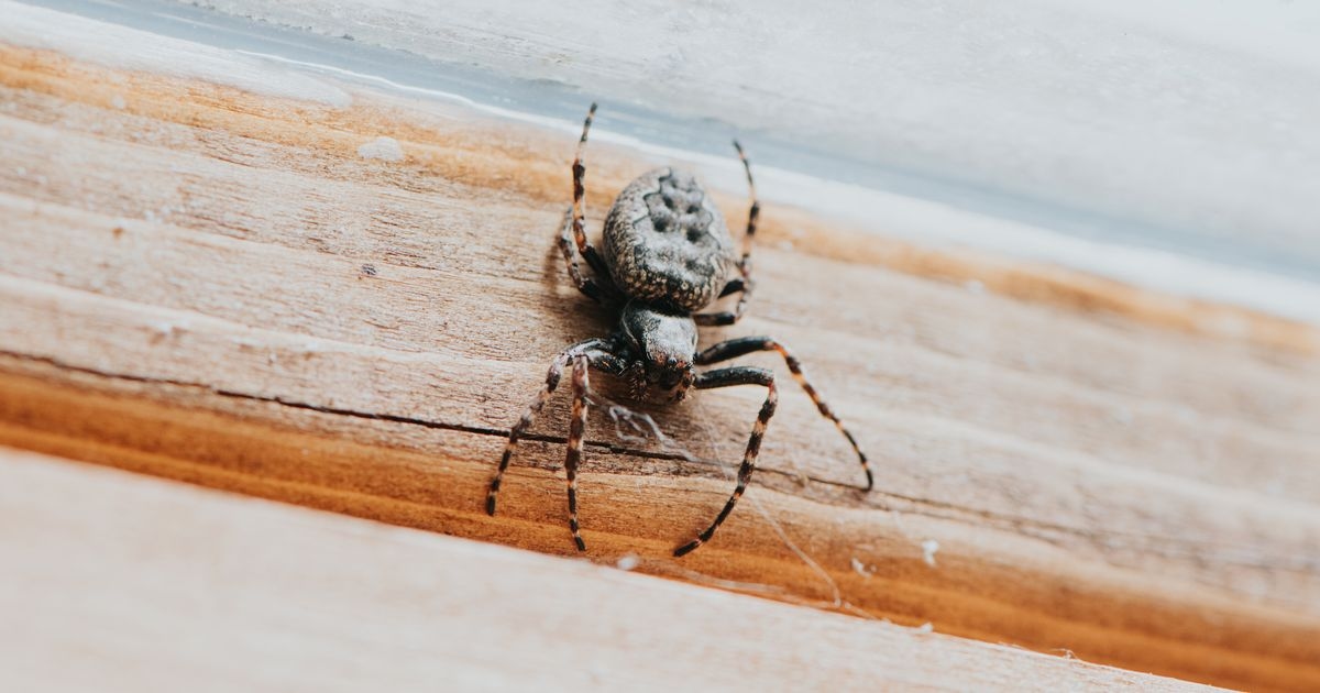 Stop spiders entering the home this mating season with two simple rules