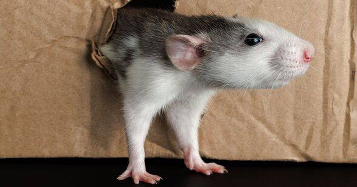Rats and mice will more likely invade your home if you own these 6 everyday items