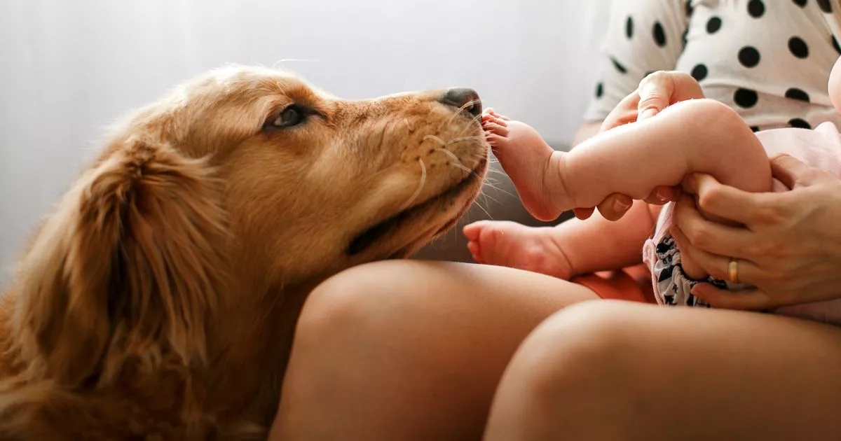 Golden retriever demands owners check on baby and what they find leaves them in tears