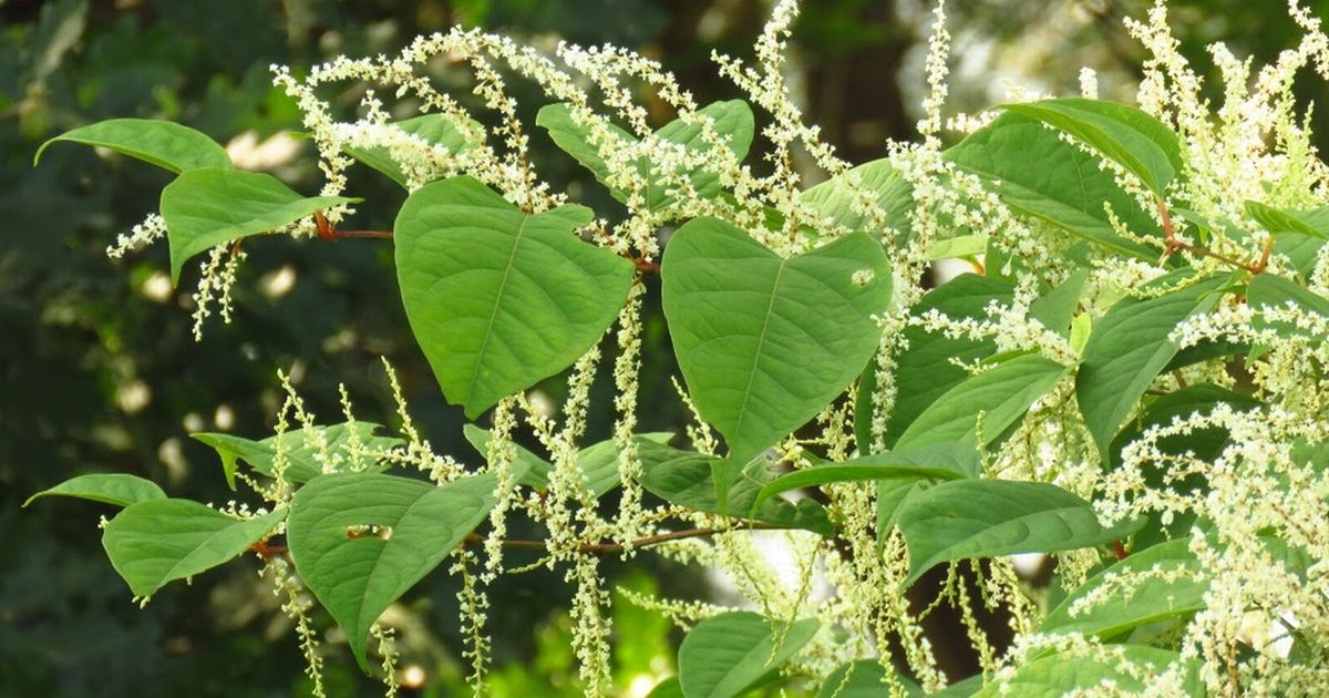 Irish gardeners could be breaking the law without even realising it