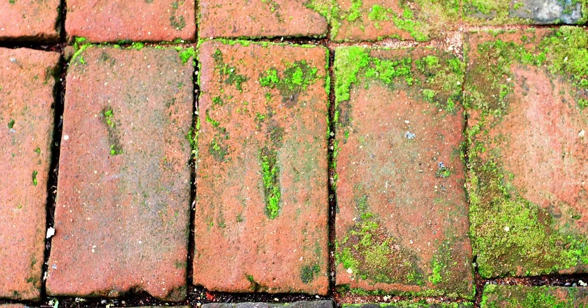 'Magic' product cleaned my garden in hours and I didn't even need to scrub'