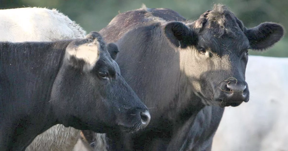 Cow 'humanely culled' after case of BSE found on farm
