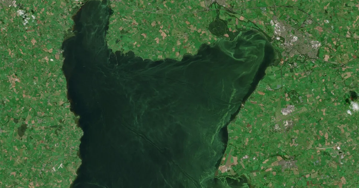 Blue-green algae from Lough Neagh displayed during Belfast Photo Festival