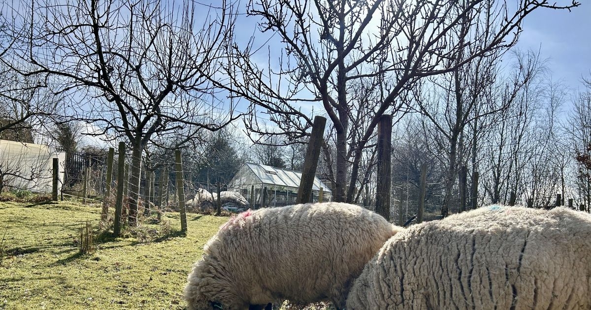 Farmer billed £18,000 to move sheep five miles after Welsh Government rule change