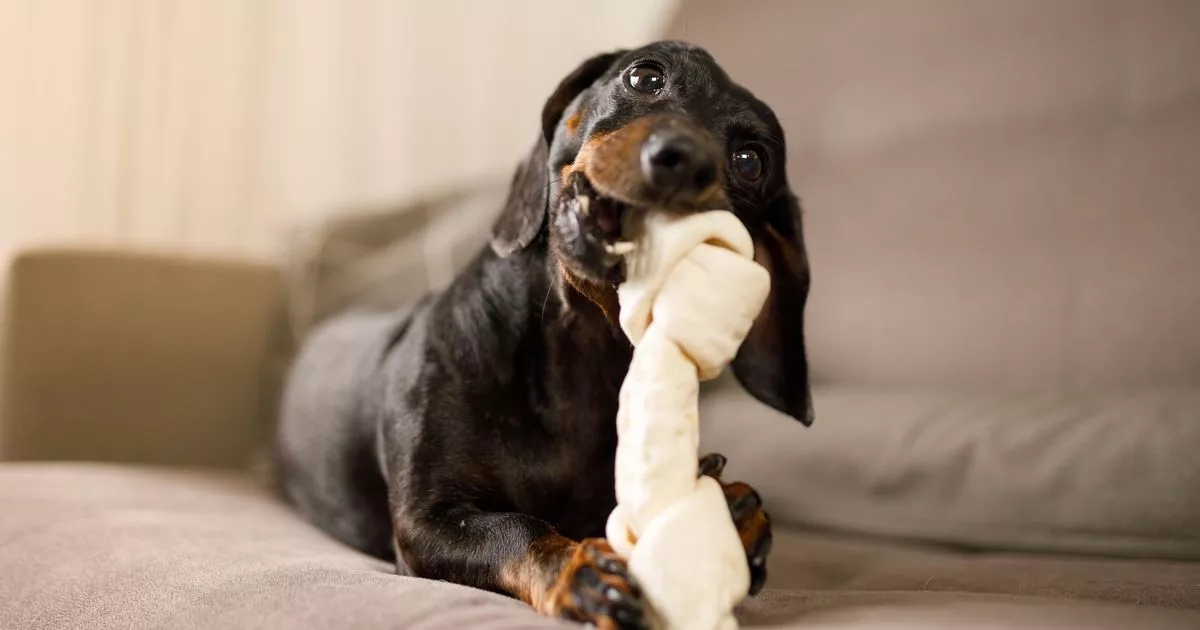 New dog owners issued stark warning about their pet