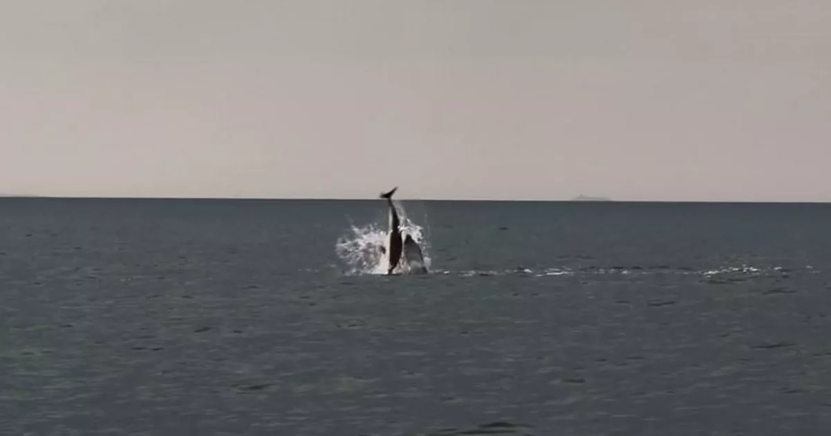 Boat trippers witness 'extremely rare' moment pod of dolphins kill baby calf off Welsh coast