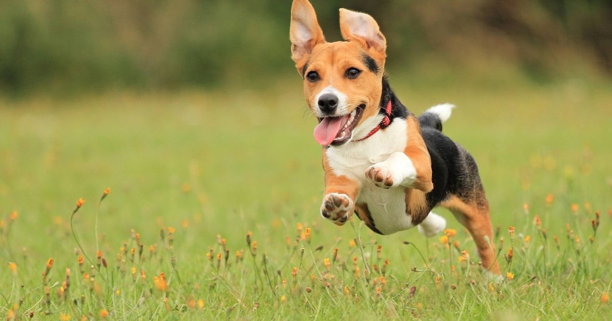 Vet issues urgent message to anyone with a dog over 3 years old