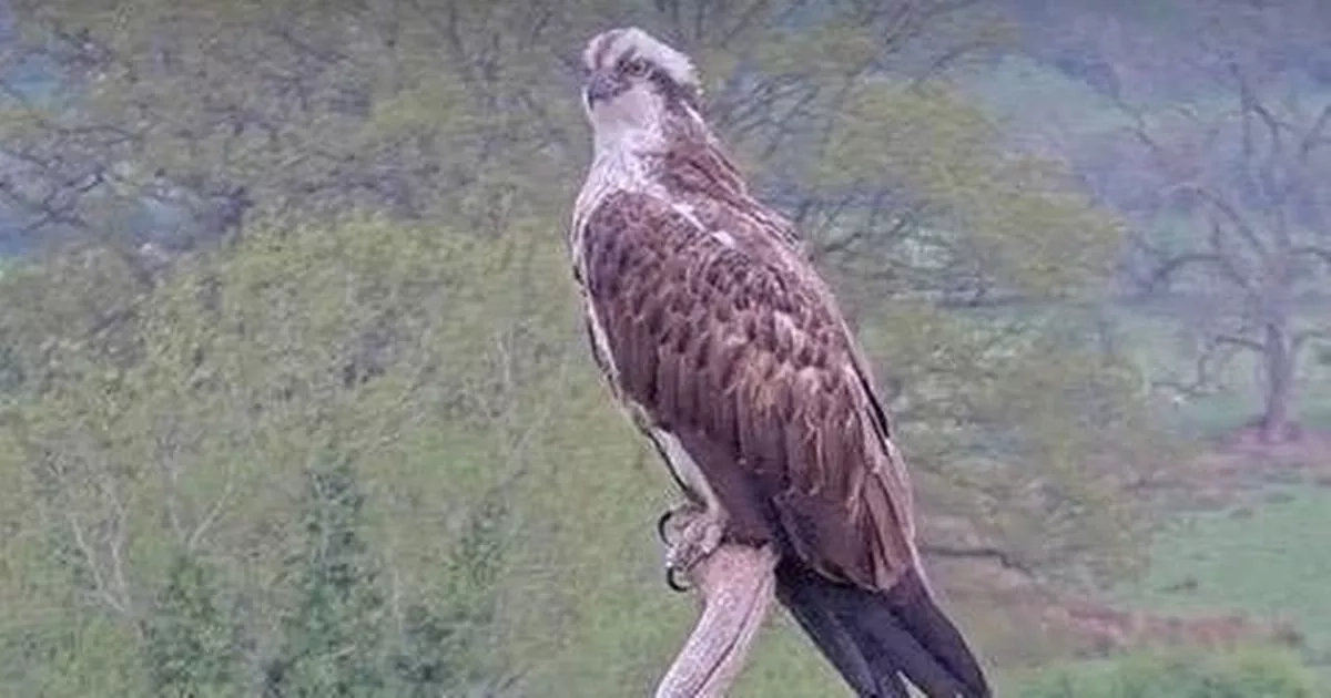 Something just happened in part of Wales that hasn't happened for 250 years