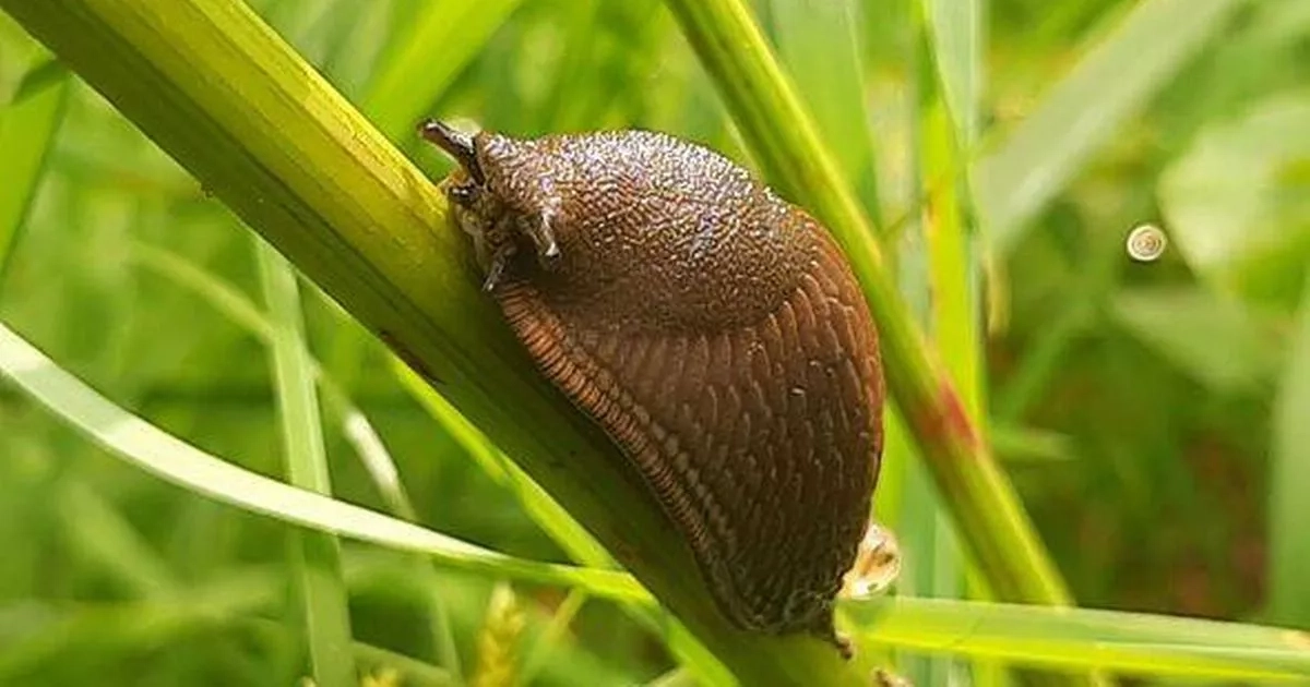 Gardening hack sees pests 'flee' from gardens when you use 55p homemade repellent
