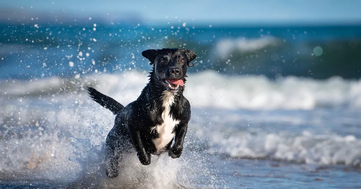 10 healthiest dog breeds that may save you money on vet bills