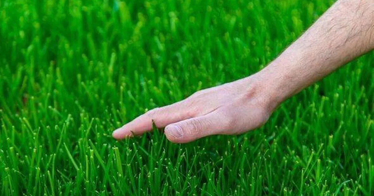 Amazon's 'speedy' grass seed 'thrills' gardeners with 'fantastic' results in just 14 days