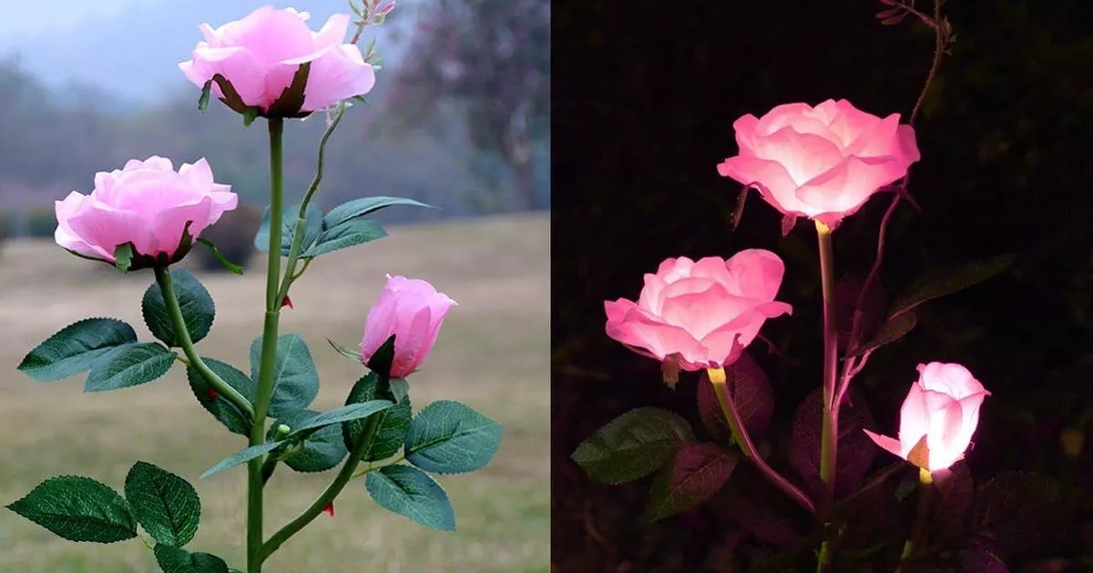 'Truly beautiful' solar-powered garden roses look 'real' and 'pretty' at night