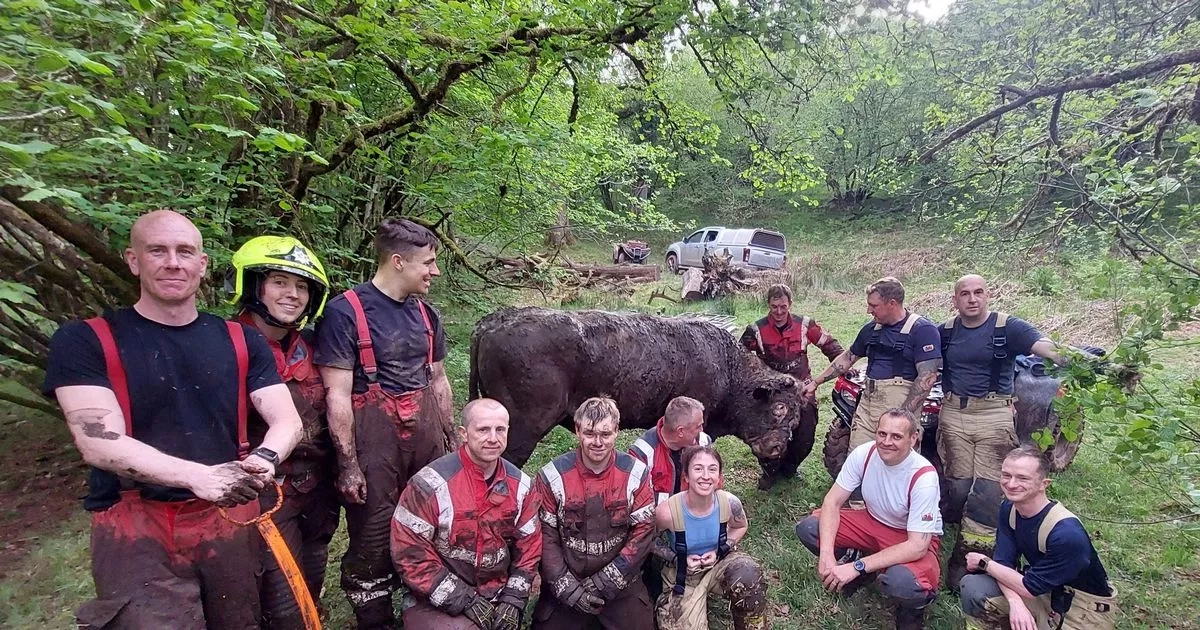 Emergency services called to rescue Bruce the 800kg bull from Welsh farmland