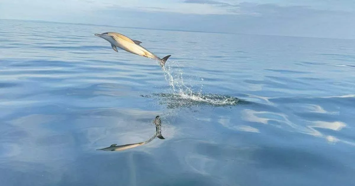 Family treated to stunning display as dolphins leap from water and swim next to boat off Welsh coast