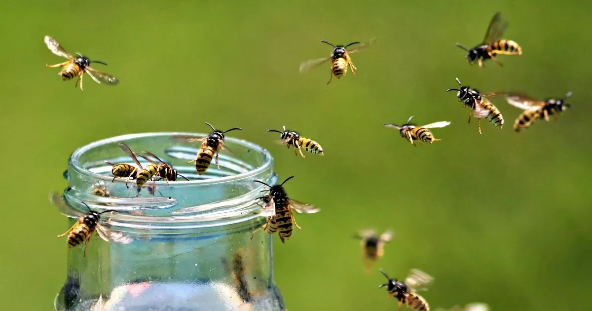 Keep wasps away from you and your garden by using this 22p kitchen item