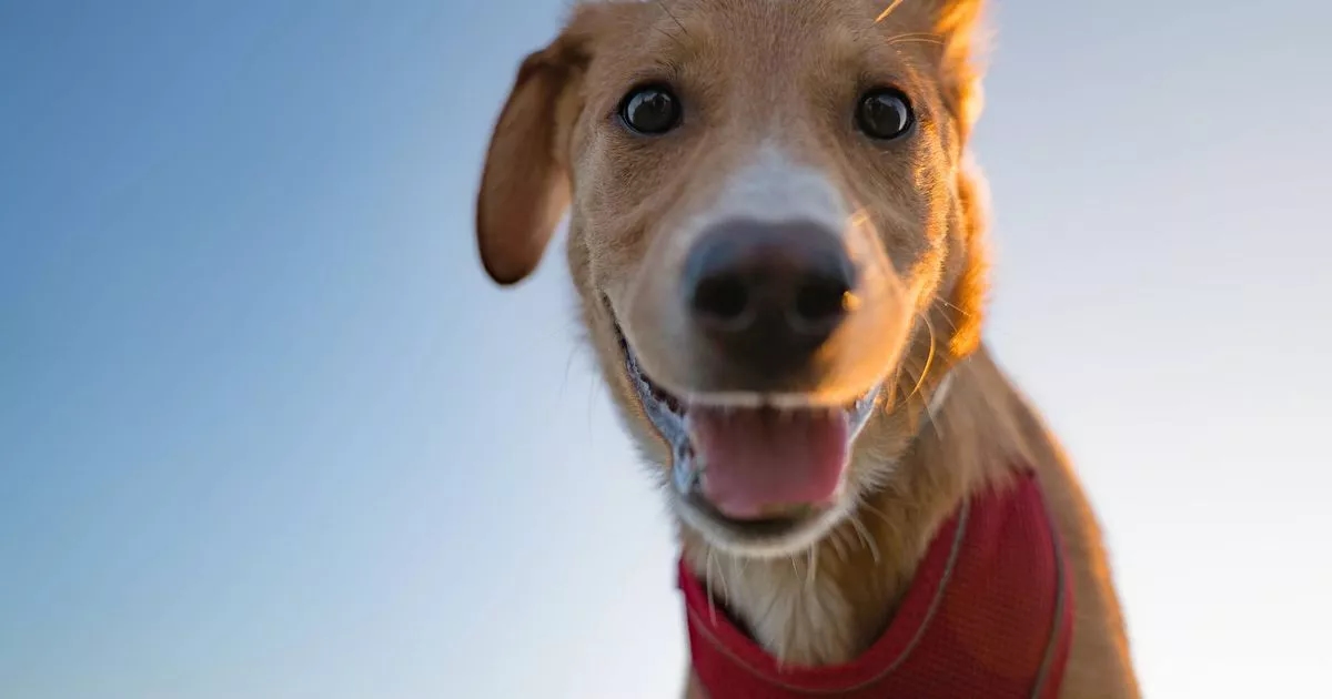 'Vanishing' warning issued to anyone looking to buy a puppy