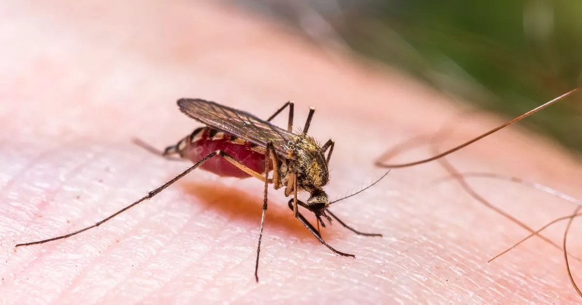 Scientists reveal location where deadly contagious disease found in UK mosquitos for first time