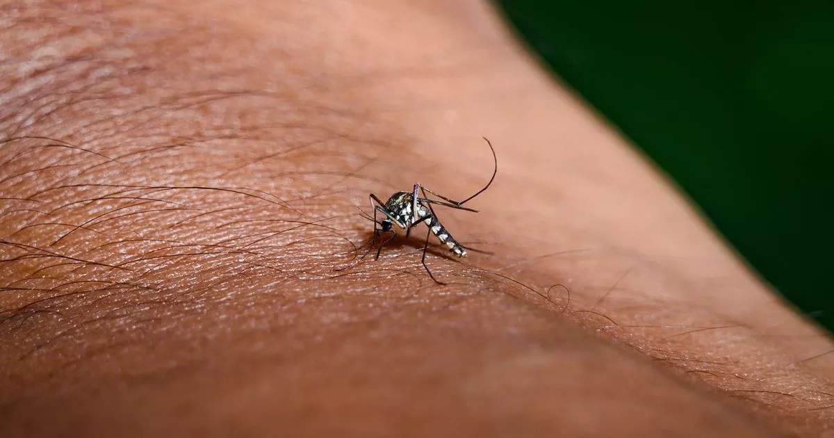 West Nile virus found in UK for first time as health experts 'enhance surveillance'